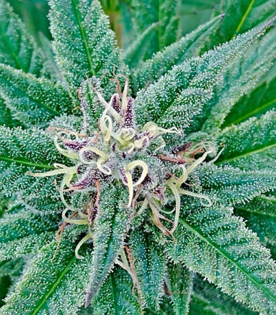 Семена сорта Queso (Kiss) fem