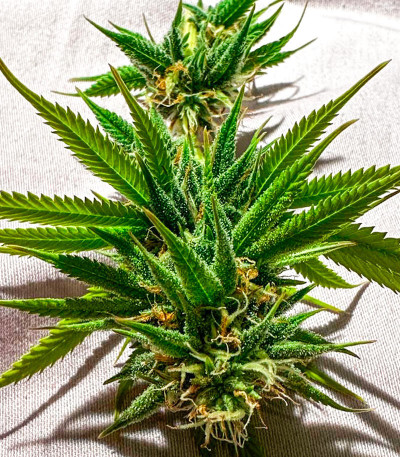 Семена сорта Roze Runtz fem (AlphaFem Seeds)