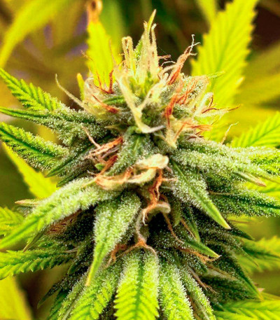 Семена сорта Roze Runtz fem (AlphaFem Seeds)