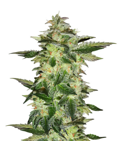 Семена сорта Wedding Gelato fem (RQS)