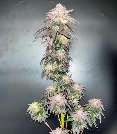Семена сорта Pulp Friction fem (Green House Seeds)