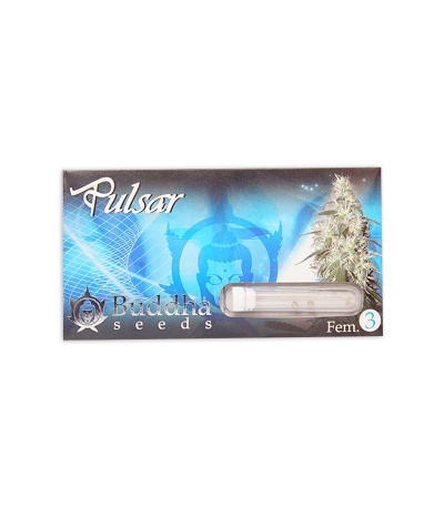 Семена сорта Buddha Pulsar fem