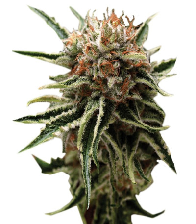 Семена сорта Shark fem (Pyramid Seeds)