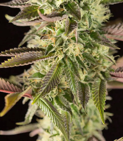 Семена сорта Remo Chemo fem (Dinafem Seeds)