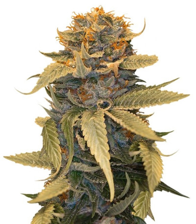 Семена сорта Lost Coast OG fem (Humboldt Seeds)