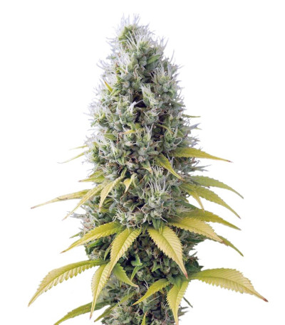 Семена сорта Shark Shock CBD fem