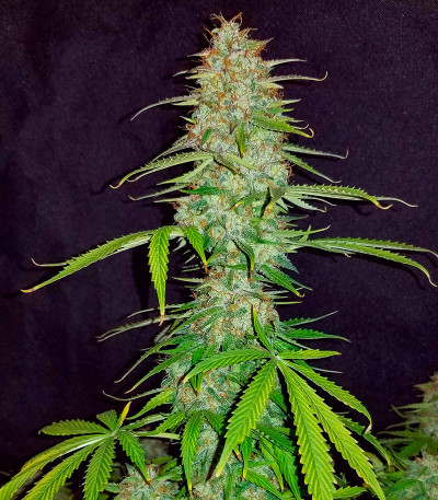 Семена сорта Auto Maria III fem (Семяныч)