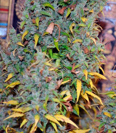 Семена сорта Auto Nefertiti fem (Pyramid Seeds)