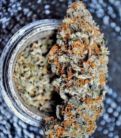 Сорт каннабиса Blue Kush Autoflowering 