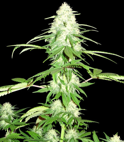 Семена сорта Green Mango Kush fem (Sumo Seeds)