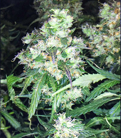 Семена сорта NYC Diesel Auto fem (Barney's Farm)