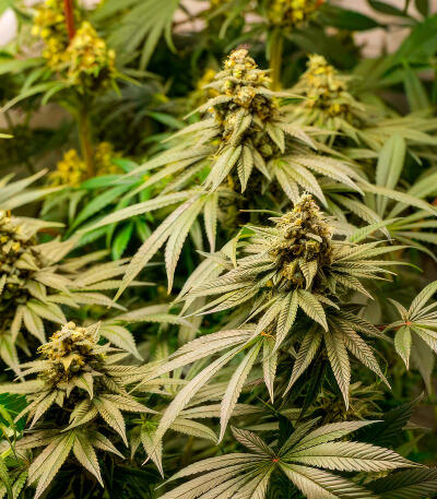 Семена сорта RudeBoi OG F1 fem (Seedkeepers)