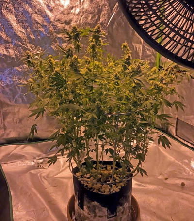 Семена сорта Big Bud (Snow White) reg (Nirvana Seeds)