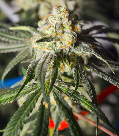 Семена сорта Banana Punch fem (Barney's Farm)