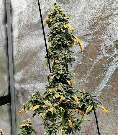 Семена сорта Bay Burger fem (Delicious Seeds)