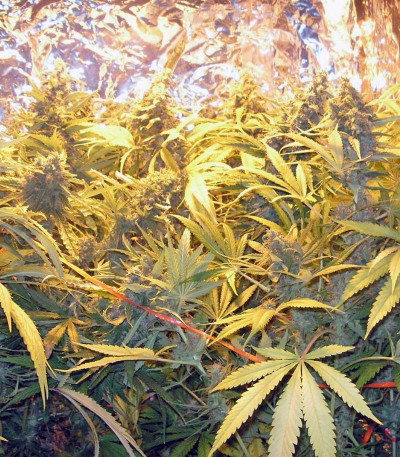 Семена сорта Snow Fruit fem (Sweet Seeds)