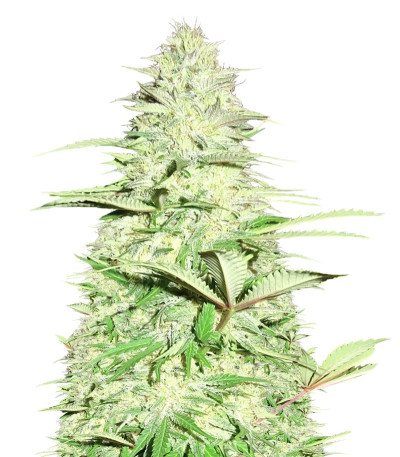 Семена сорта Blue Nitro Haze fem (Sumo Seeds)