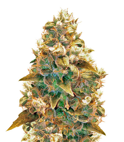 Семена сорта AK-49 fem (Vision Seeds)