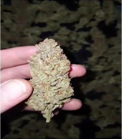 Семена сорта Blue Gelato 41 (Barney's Farm)