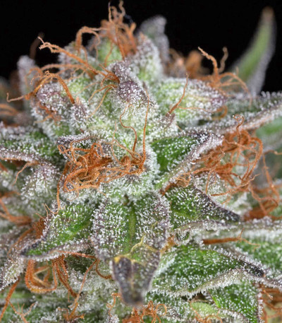 Семена сорта Ewe-2 fem