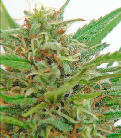 Семена сорта La Reina de Africa (Kaboom) fem