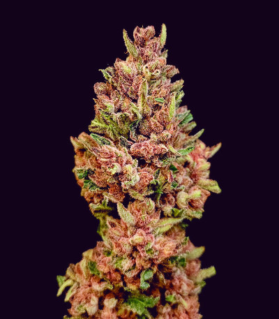 Семена сорта Papaya Zoap Auto fem (Sweet Seeds)