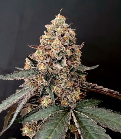 Семена сорта Runtz Muffin (Barney’s Farm)