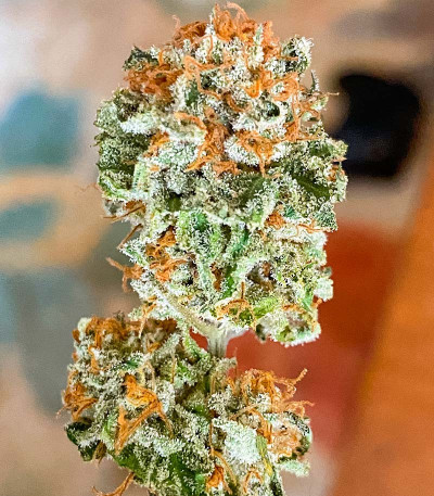 Семена сорта конопли Pink Runtz Auto от 7CH American