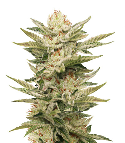 Семена сорта Sapphire Scout fem (Humboldt Seeds)