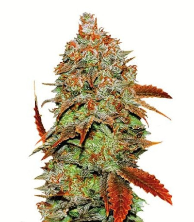 Семена сорта Auto Bubblegum Extra fem