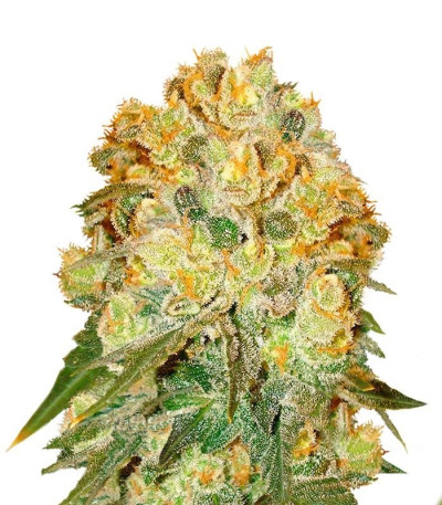 Семена сорта Marmalate fem (Delicious Seeds)