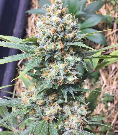 Семена сорта Bubble Gum fem (Serious Seeds)