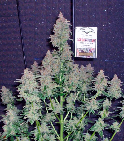 Семена конопли Euforia