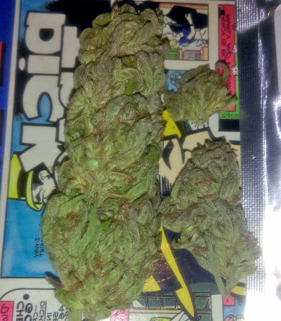 Семена сорта Jacky White fem (Paradise Seeds)