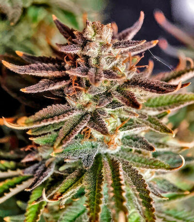 Семена сорта Trainwreck Fast Version fem (Seedkeepers)