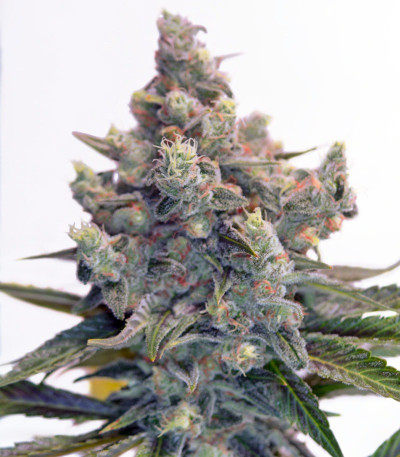 Семена сорта Big Devil F1 Fast Version fem (Sweet Seeds)