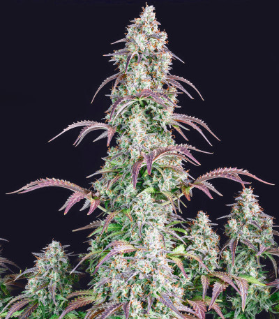 Семена сорта Lemon Pie Auto fem (FastBuds)