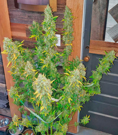 Семена сорта Mimosa Shot fem (Herbies Seeds)