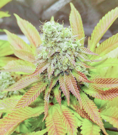 Семена сорта Purple Punch fem (Barney's Farm)