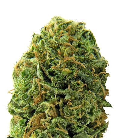 Семена сорта Massive Midget Auto fem (Heavyweight Seeds)