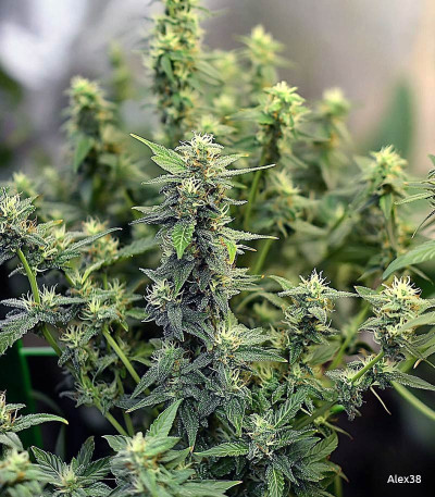 Семена сорта Big Satana Auto fem (Семяныч)