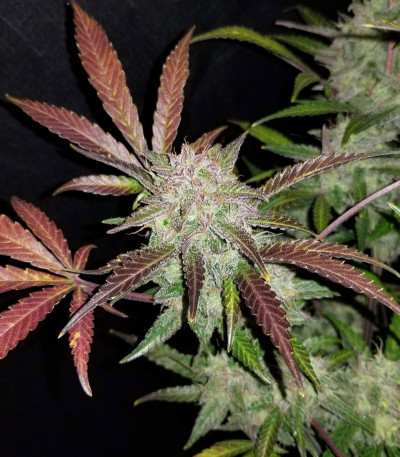 Семена сорта Cream Cookies auto fem (FastBuds)