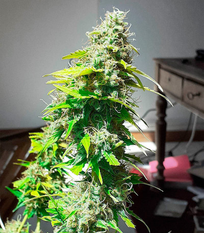 Семена сорта Punch Gelato #33 Auto fem (Cali Buds Seeds)