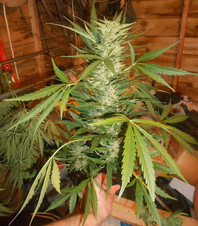 Семена сорта Super Skunk Auto fem (Семяныч)