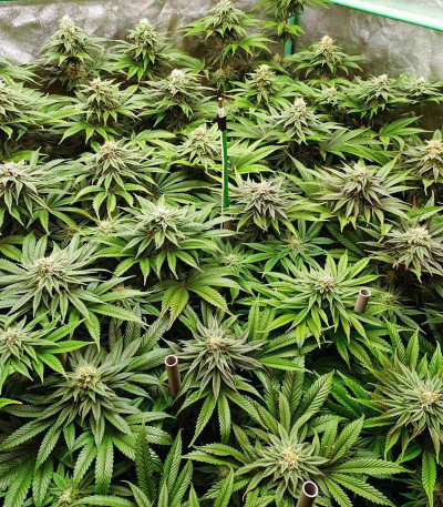 Семена сорта Triple G fem (Royal Queen Seeds)