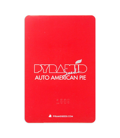 Семена сорта Auto American Pie fem (Pyramid Seeds)