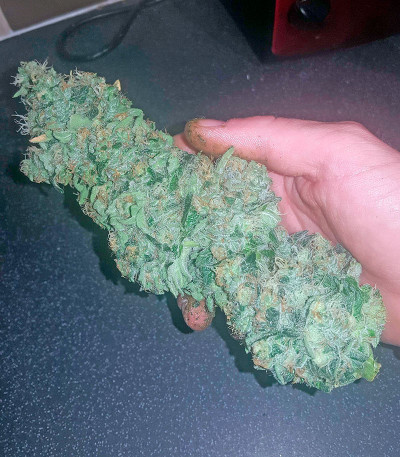 Семена сорта Bubba Kush fem (Humboldt Seeds)