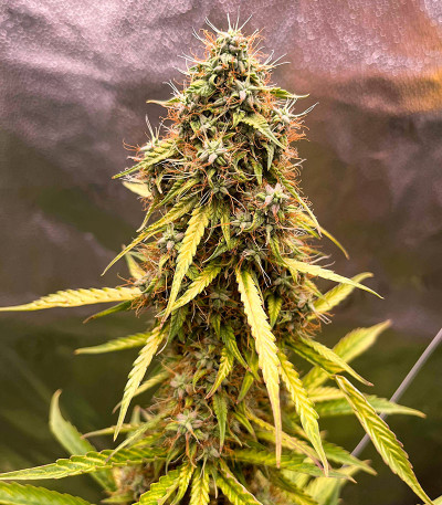 Семена сорта CBD Lemon Auto fem (Herbies Seeds)