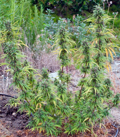 Семена сорта Durban Poison reg (Dutch Passion)