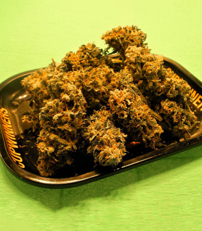 Семена сорта Strawberry Cream fem (Sumo Seeds)